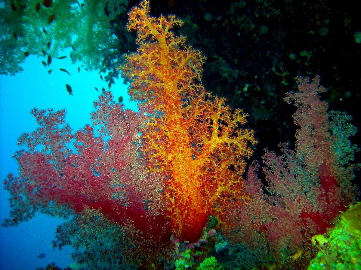 Soft corals...