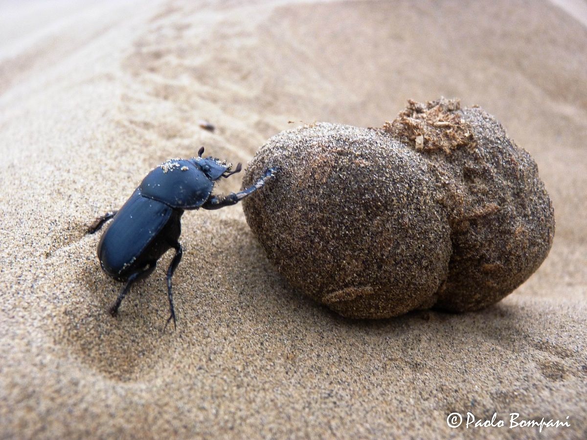 Dung beetle...