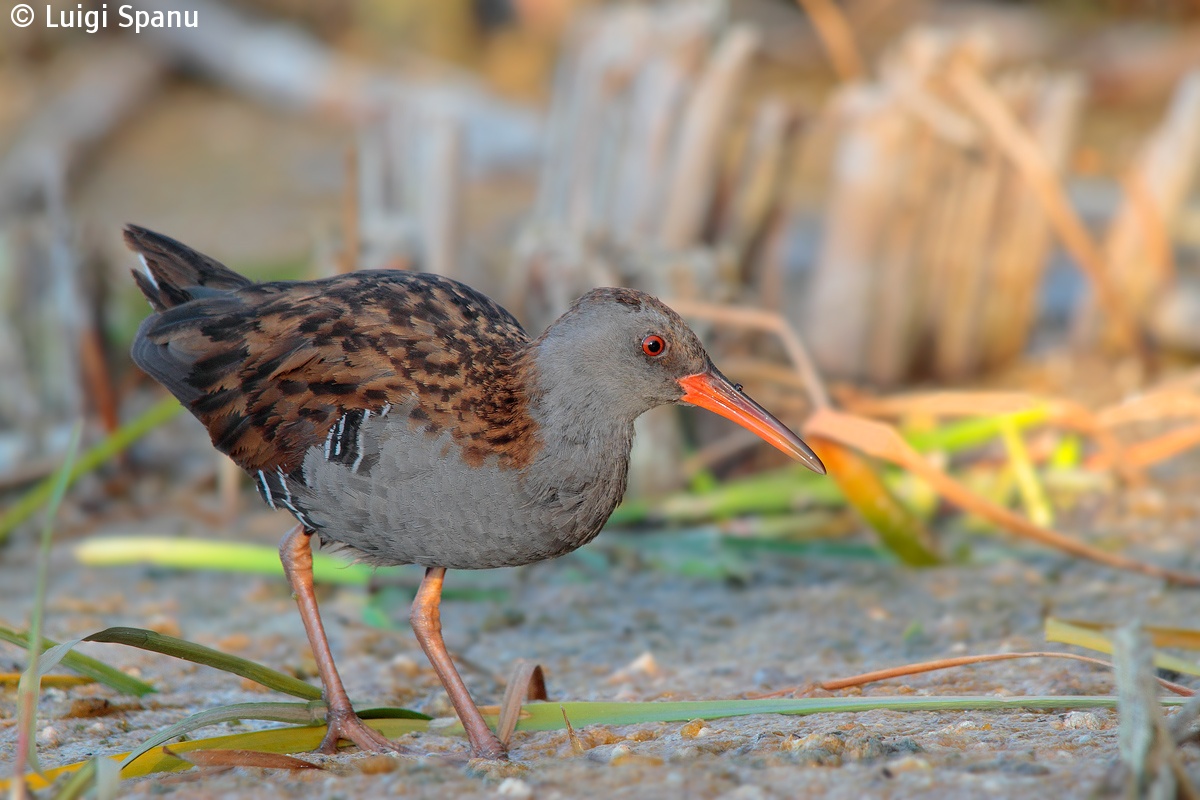 Water Rail...