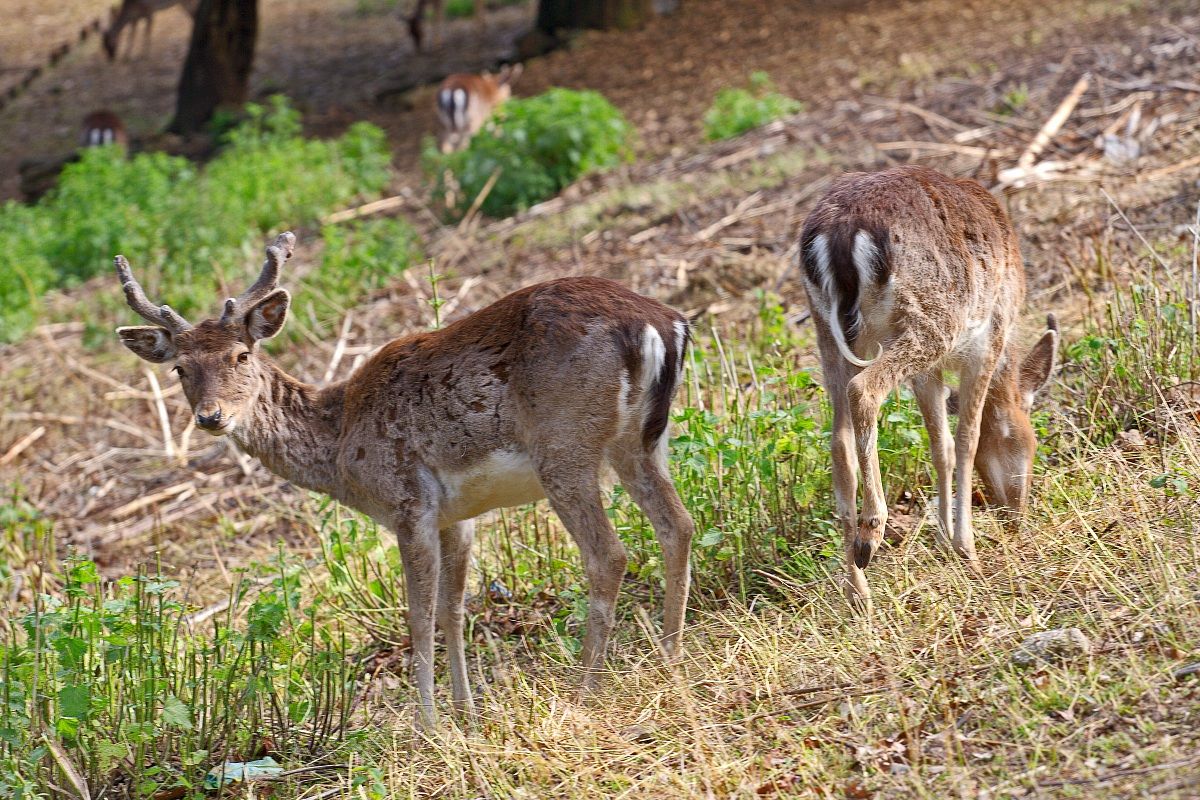 Deer, MG7_0616...