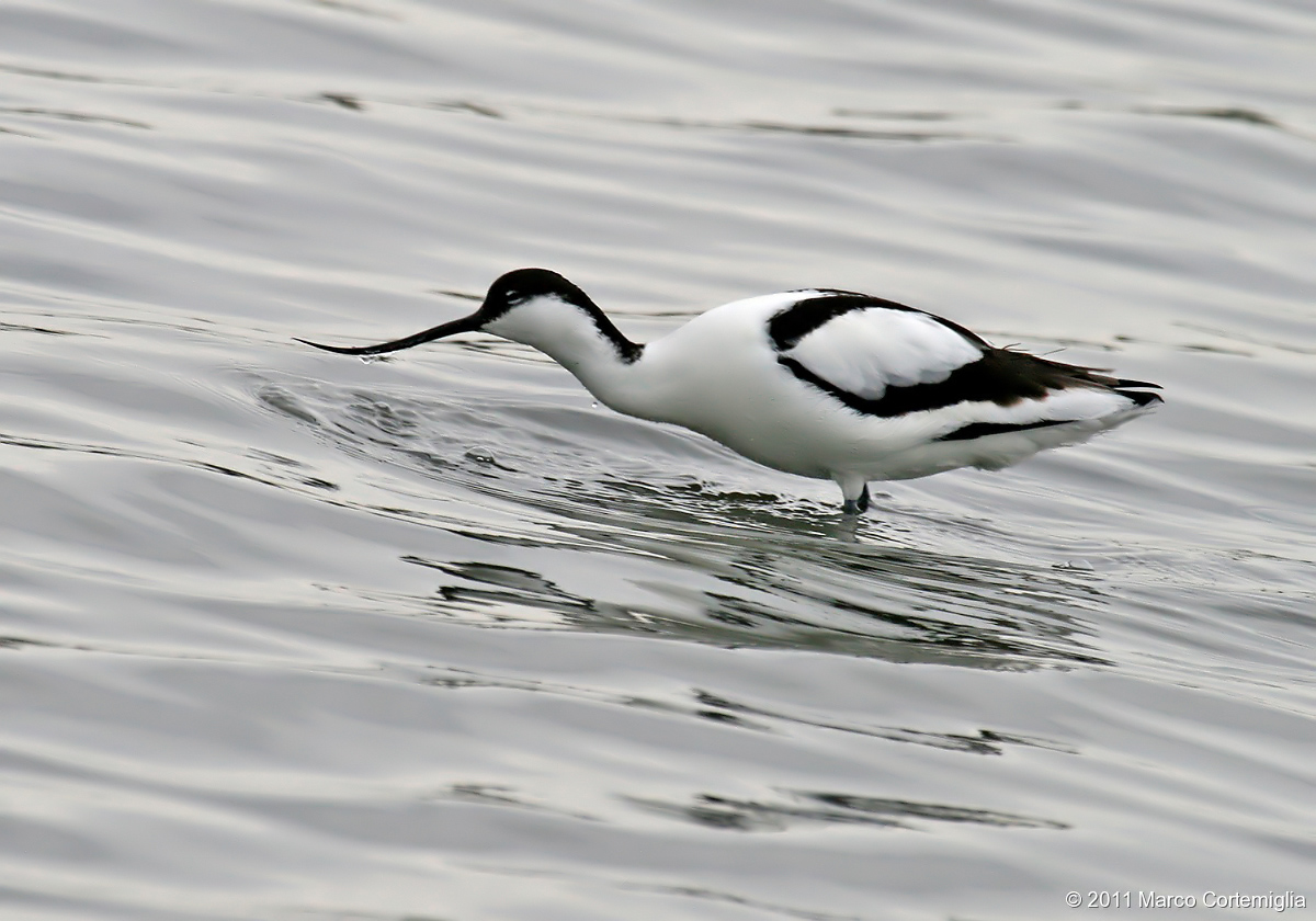 Avocet (Recurvirostra avosetta)...