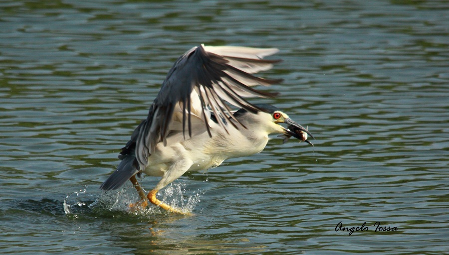 Night Heron...