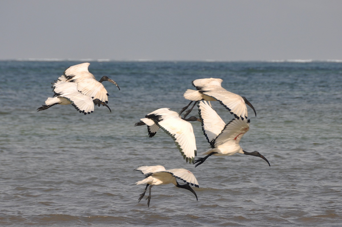 Ibis...