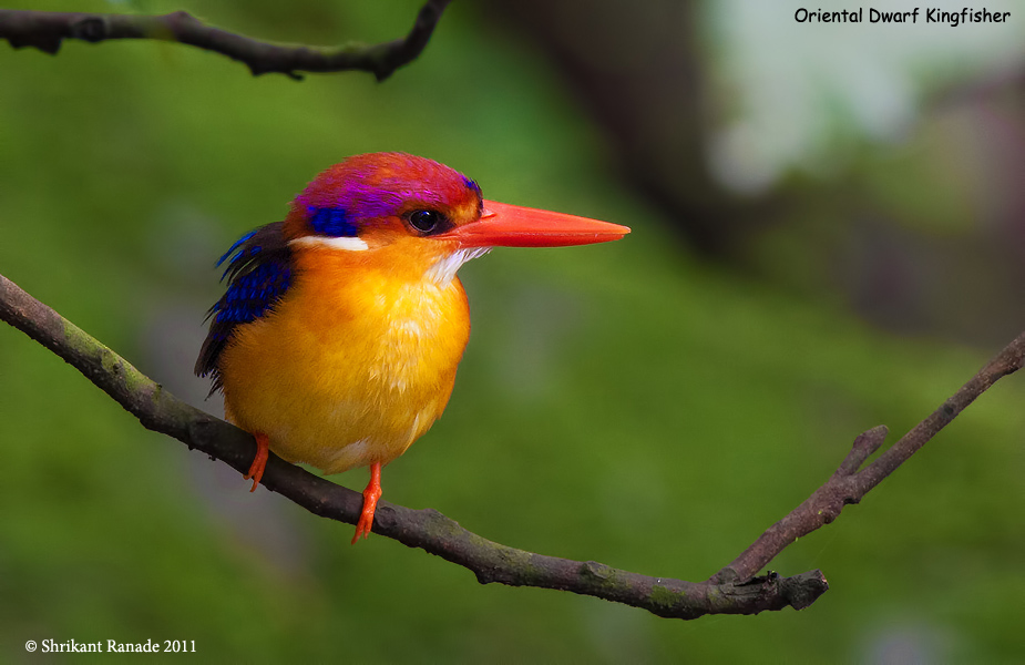 Oriental Dwarf Kingfisher...