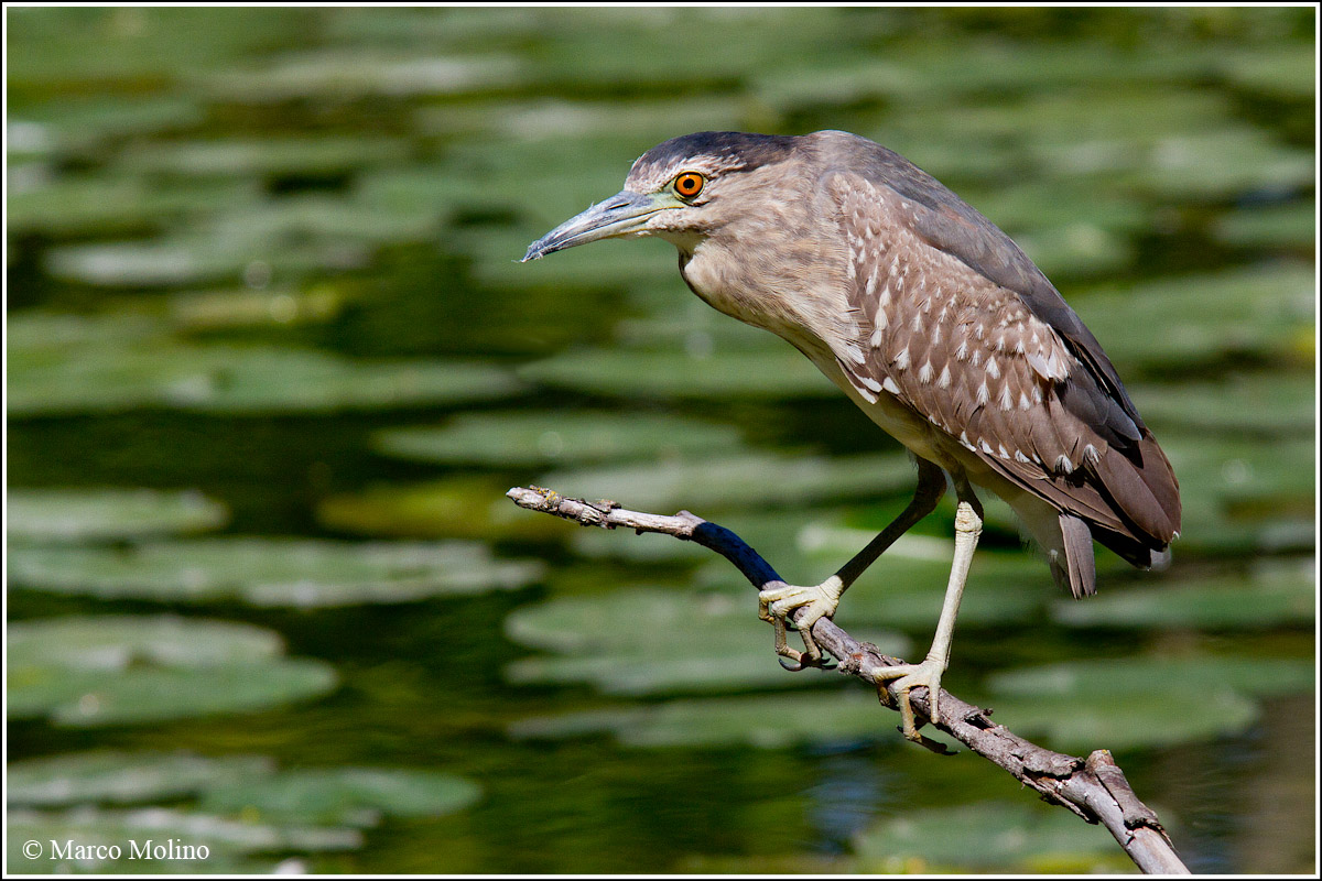 Nycticorax nycticorax - Nitticora...