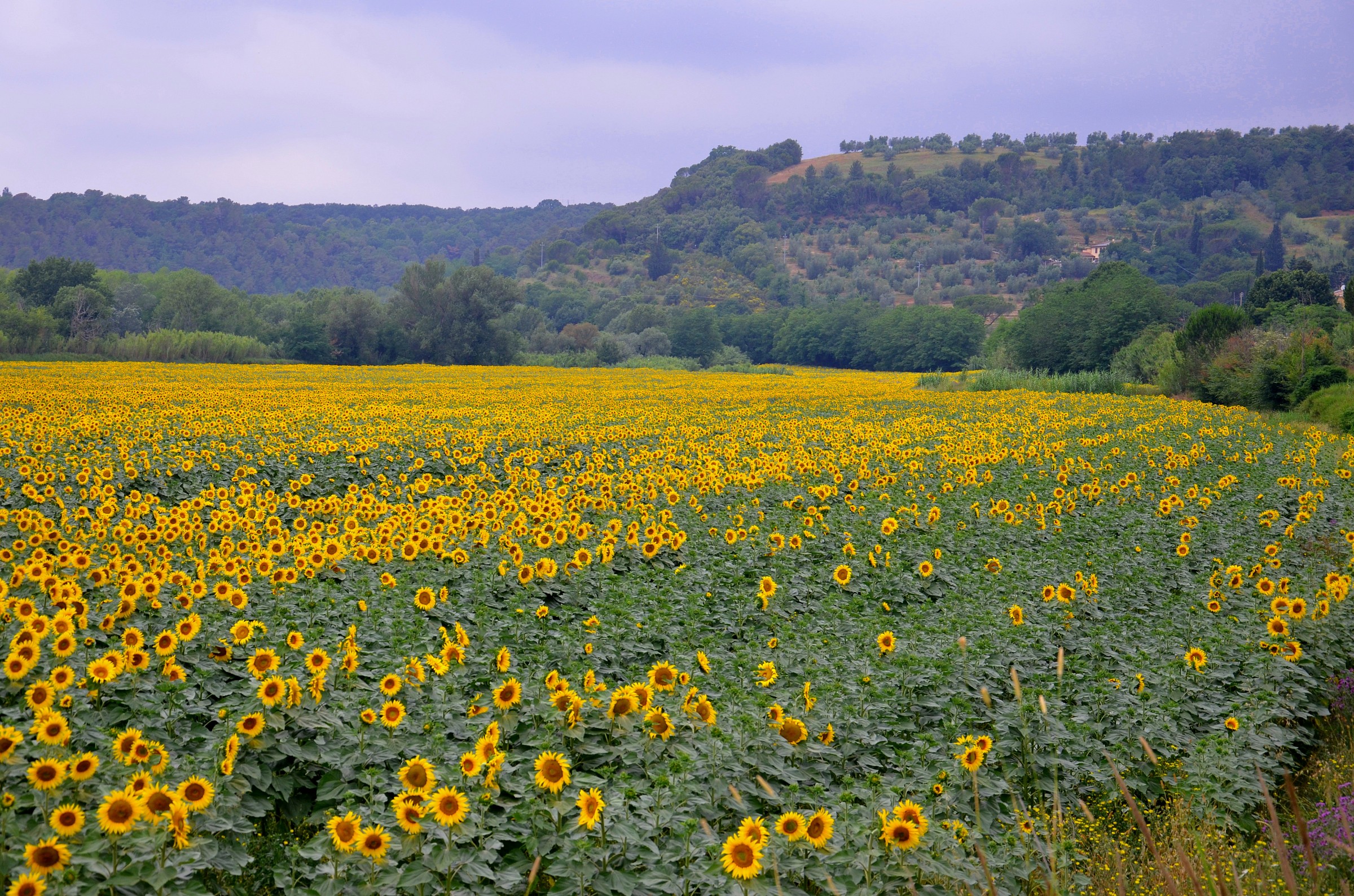 Field of Sunflowers...