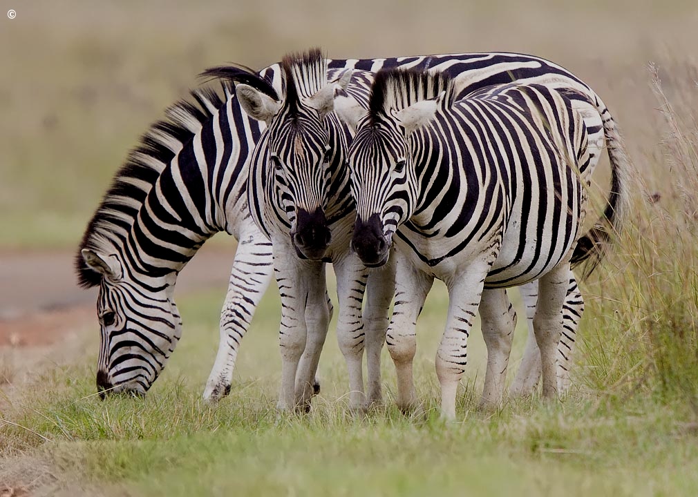 Zebra - Diga Rietvlei...