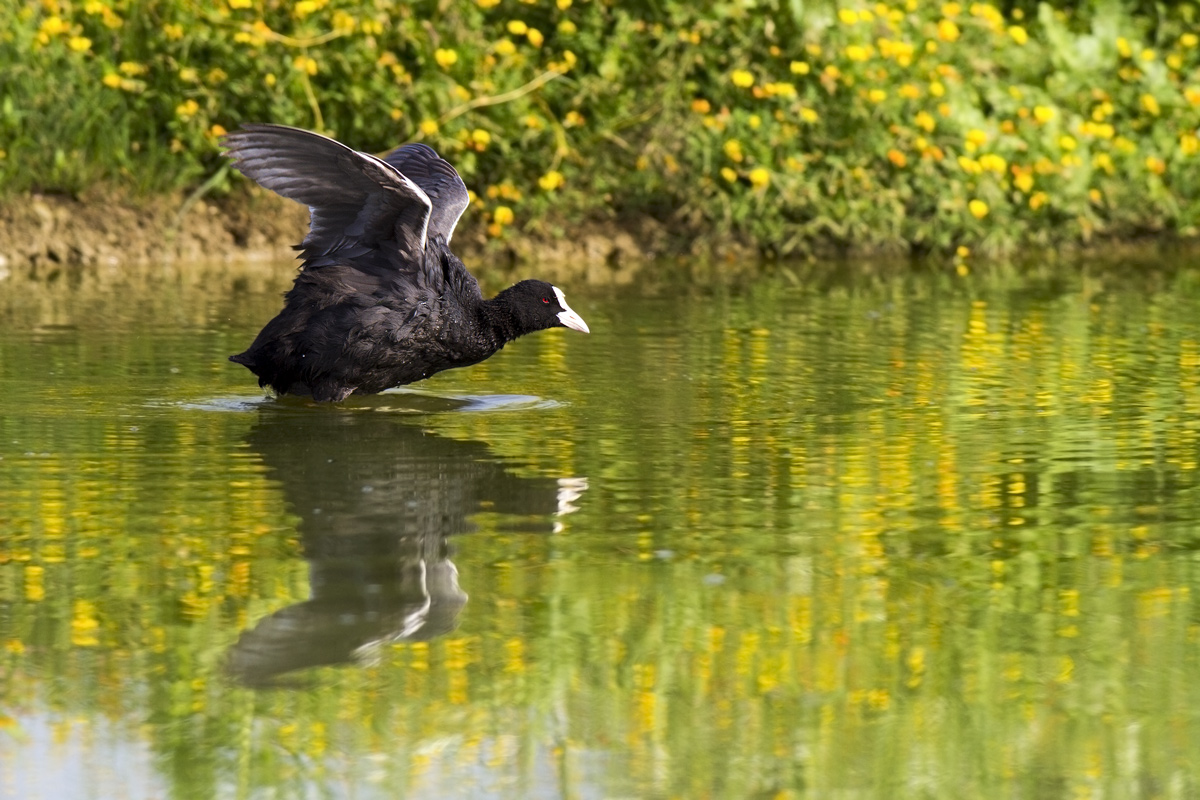 coot flying...