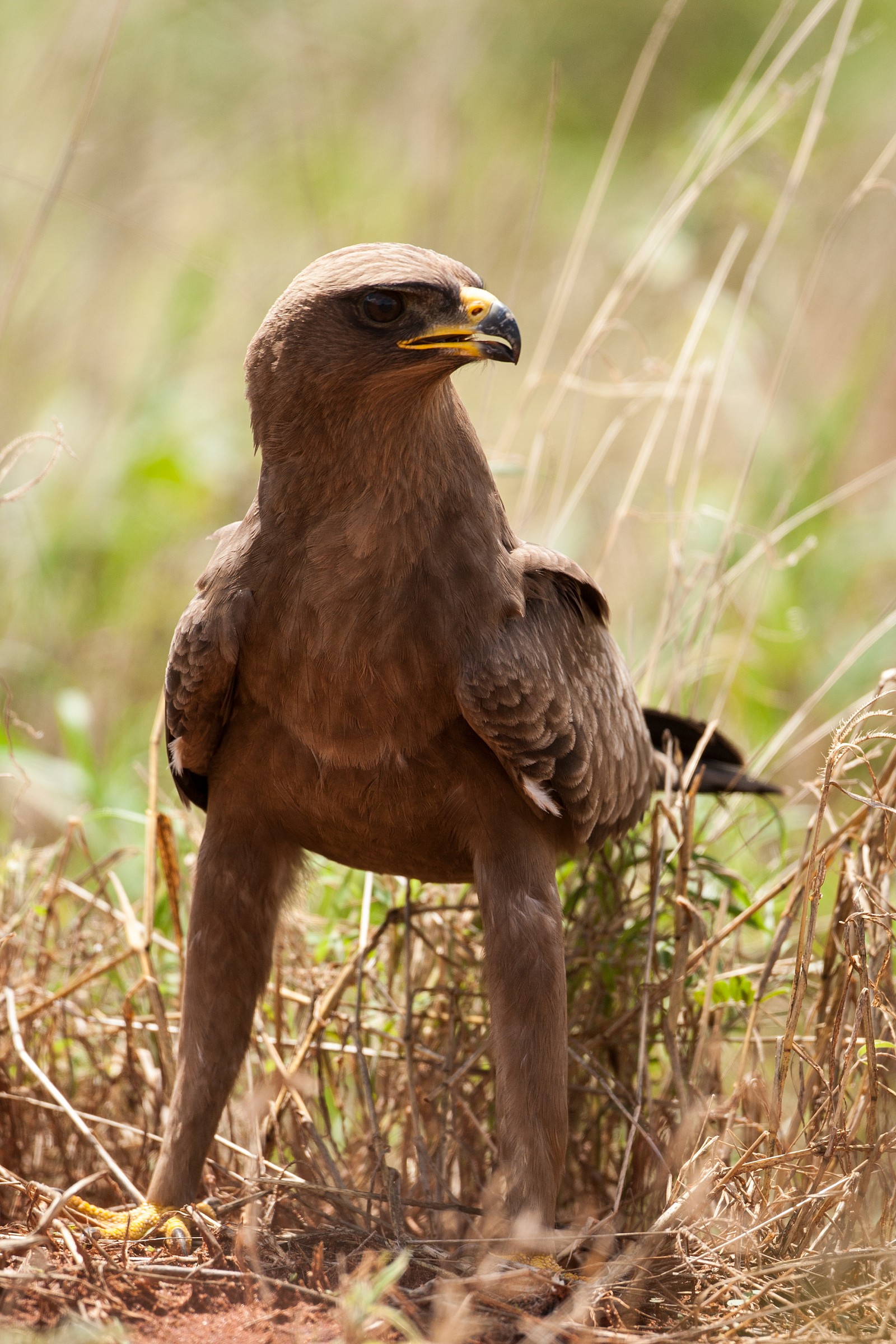 Young Eagle of the Steppes (Aquila nipalensis)...