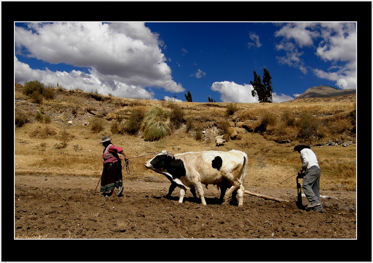 Working in the fields of Colca Canyon...