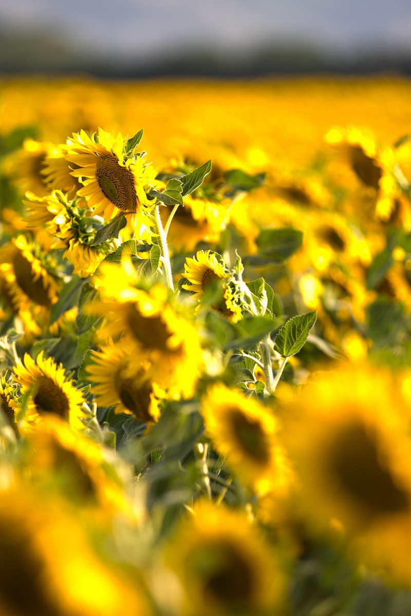 Yellow...