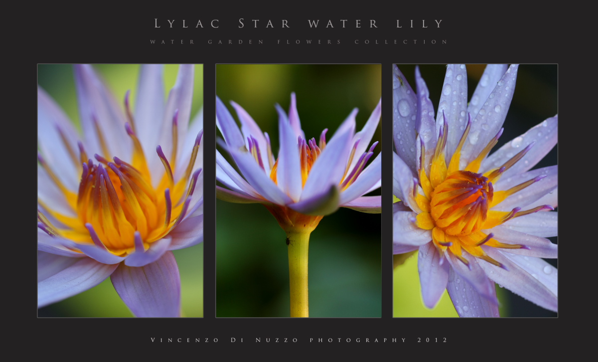 water lily...