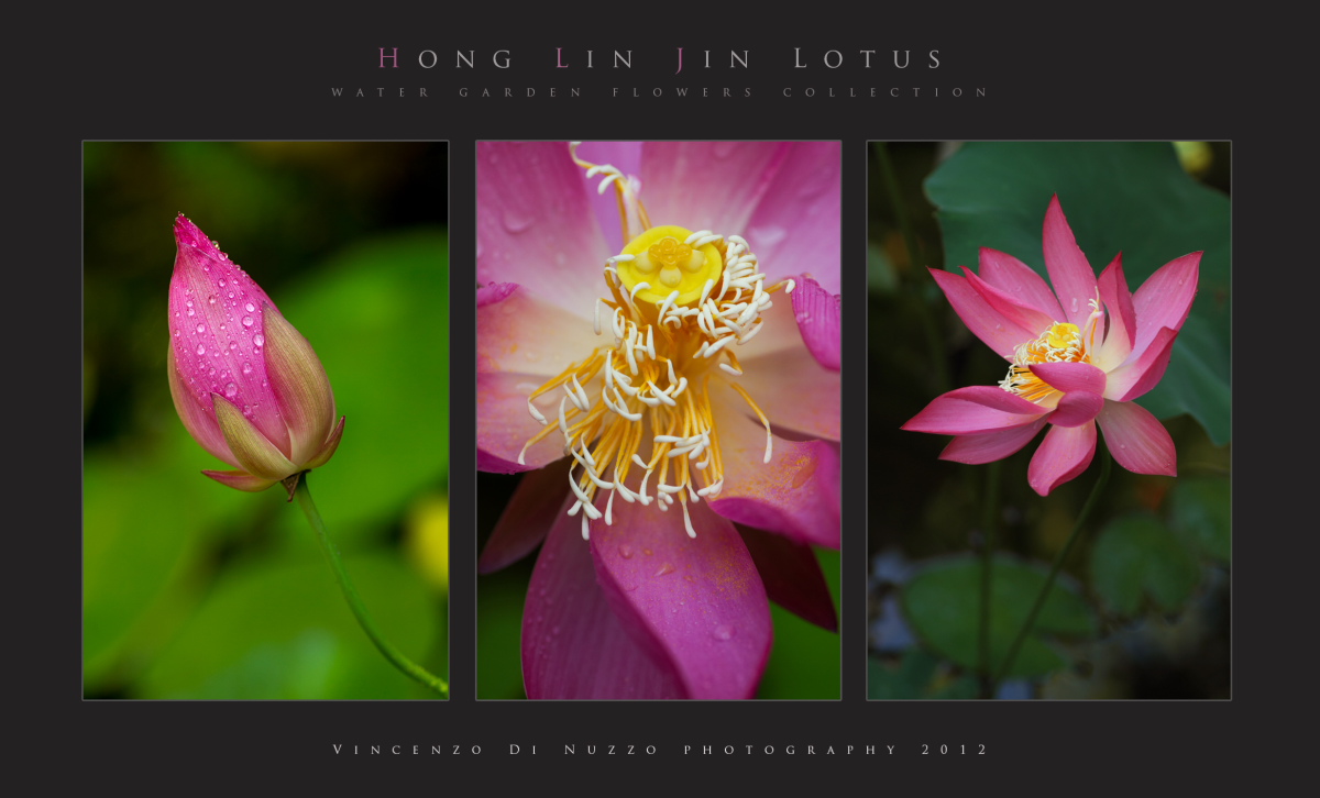 lotus...