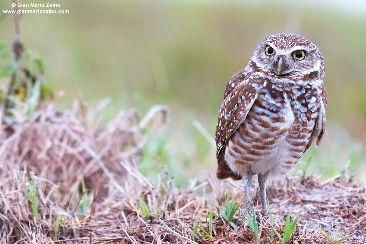 Burrowing owl (2)...