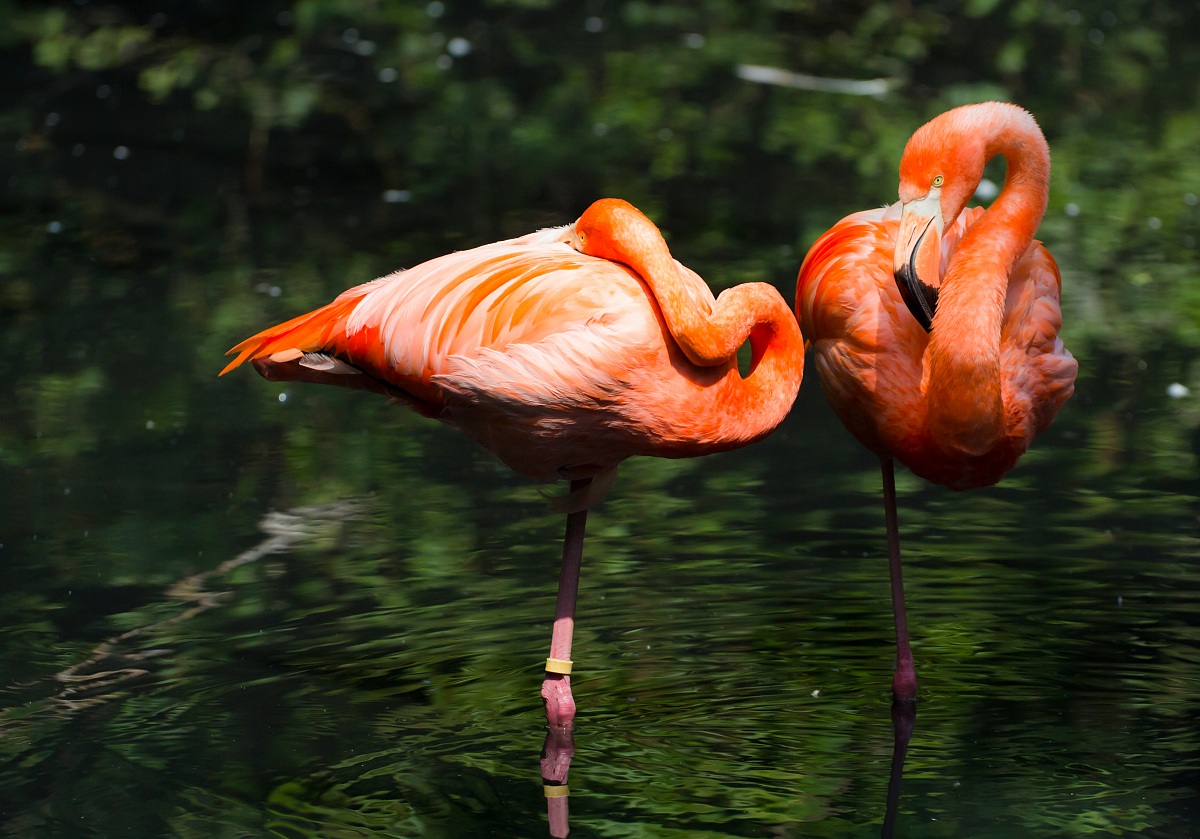 Flamingos .......