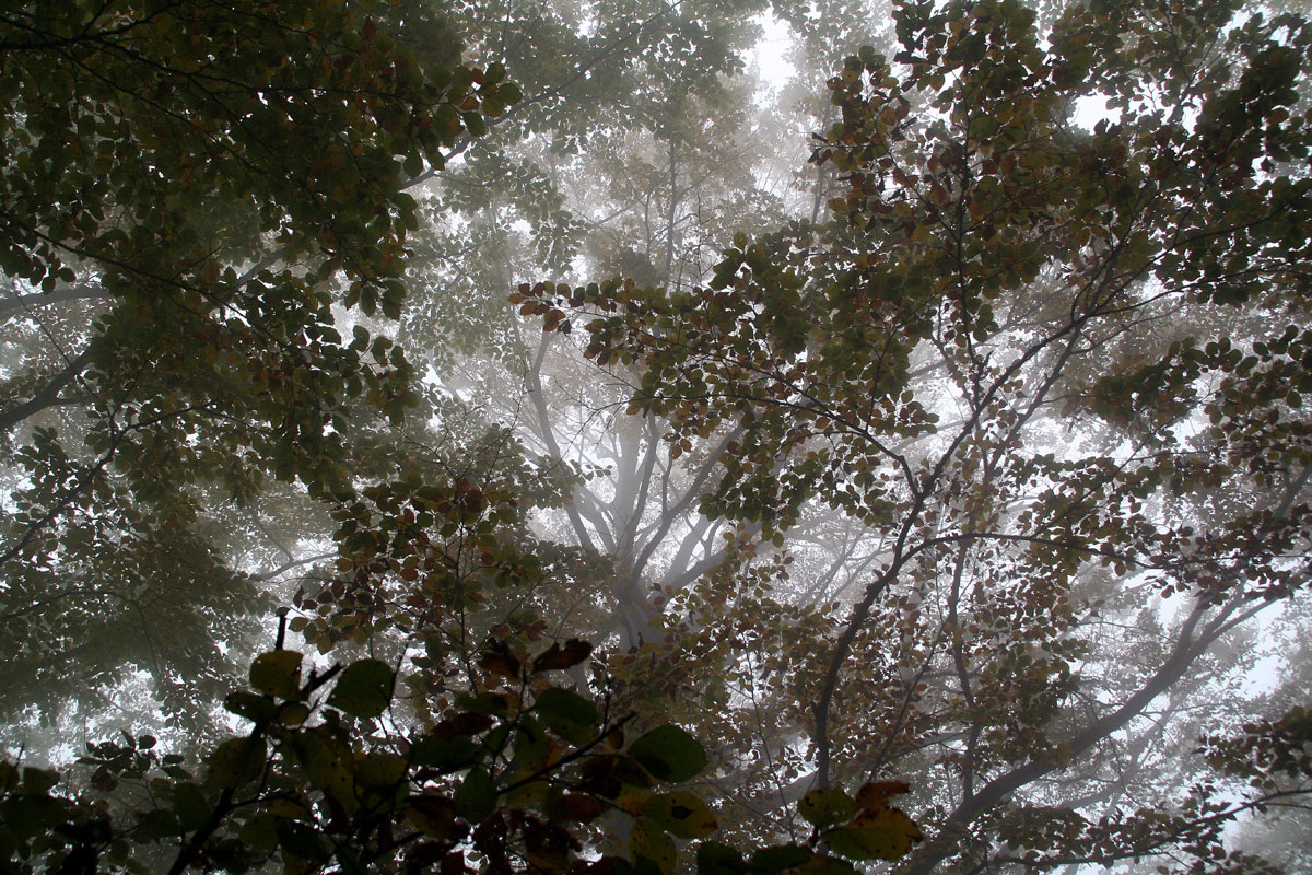 The leaves of beech...