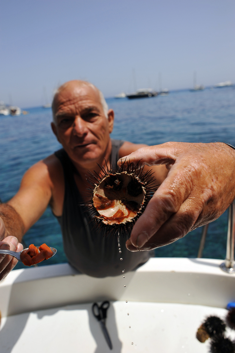 Fishing of sea urchins, Ponza....