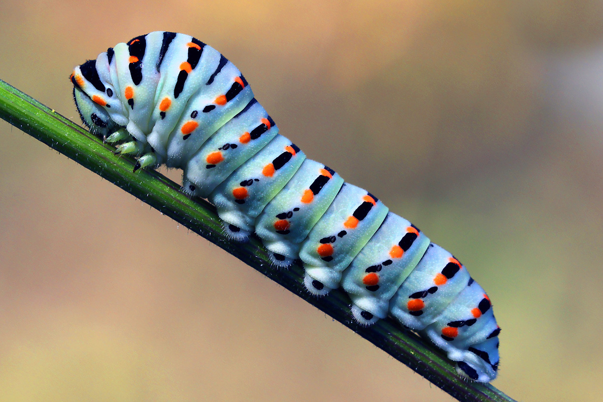 Swallowtail caterpillar...