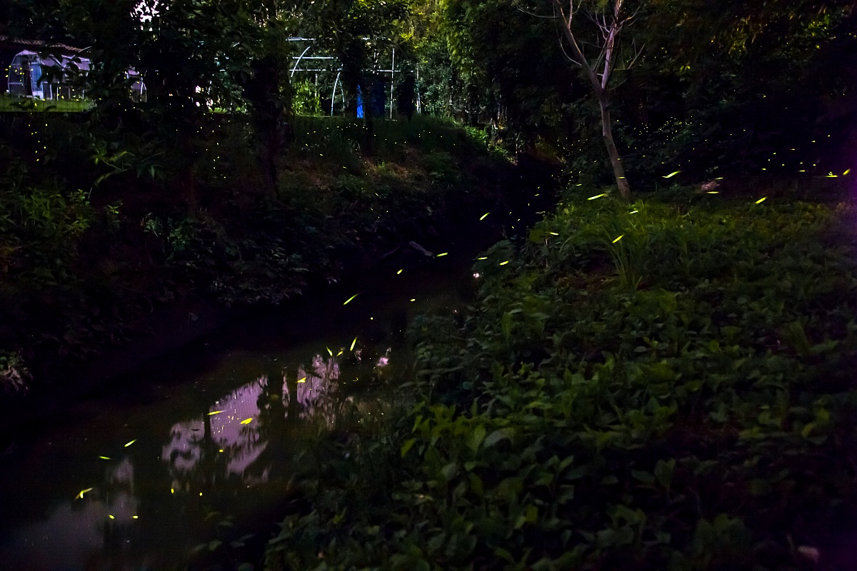 Fireflies # 1...