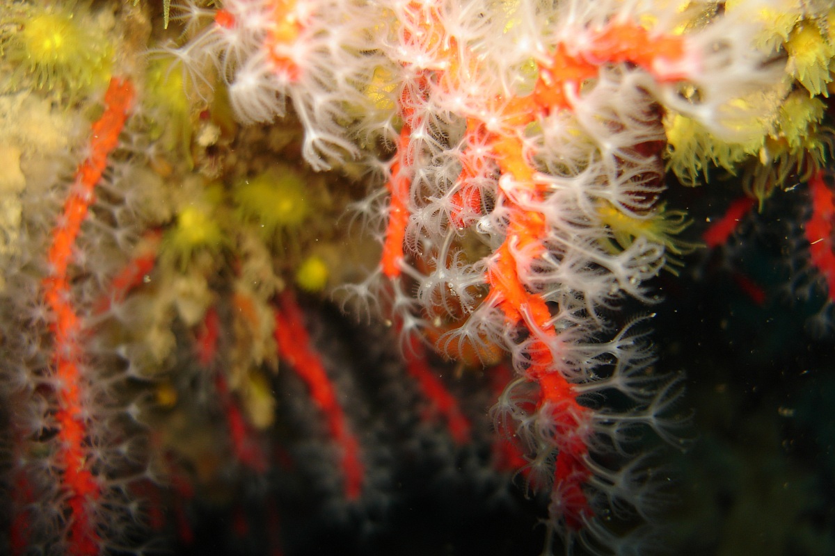 corallo con polipi espansi...