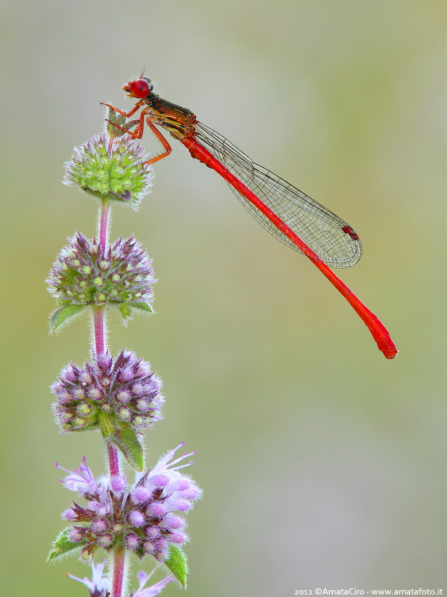 Ceriagrion tenellum...