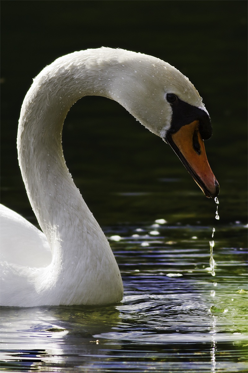 Swan - Ticino Park...