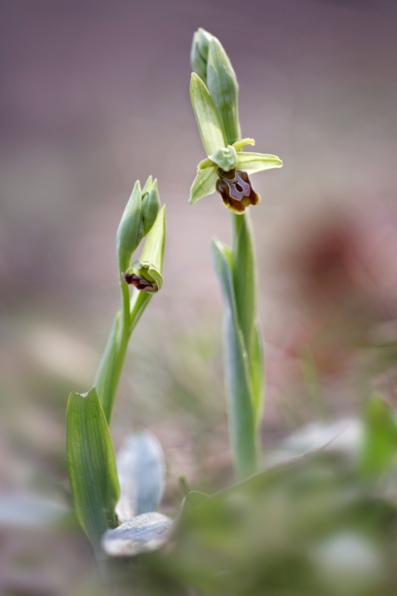 Ophrys Sphegodes...