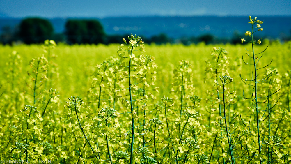 Rape fields...