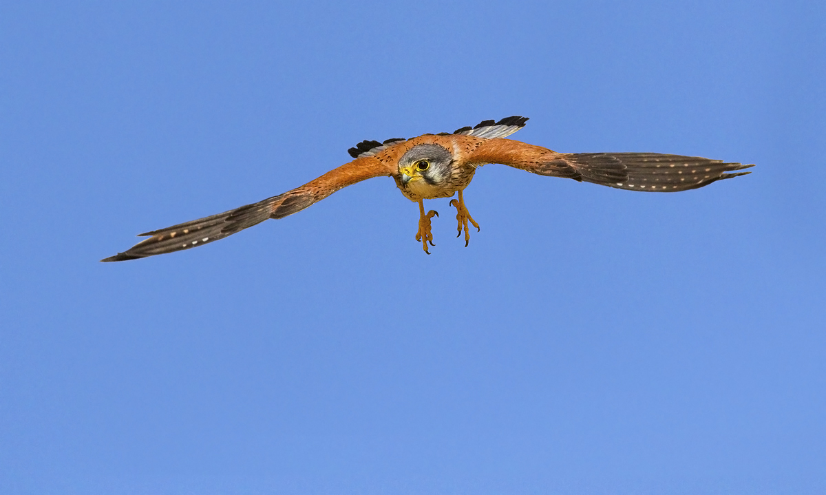 Kestrel male in flight...