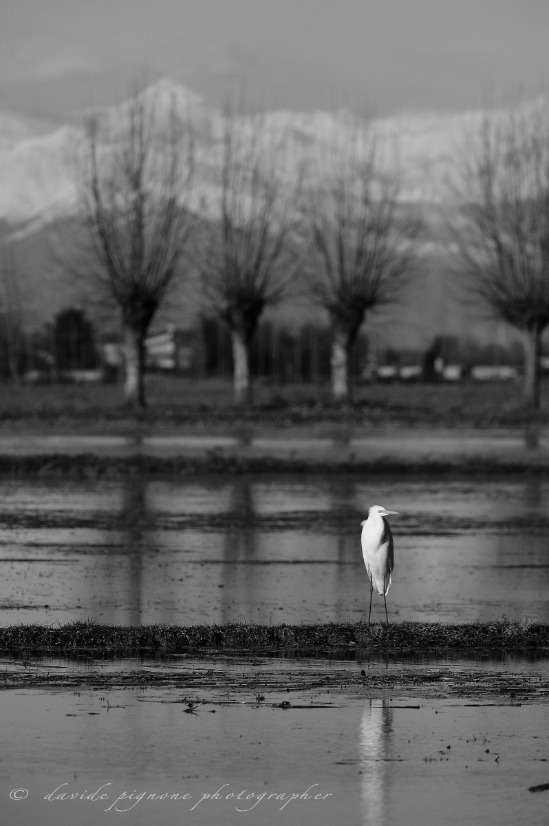 racconigi...