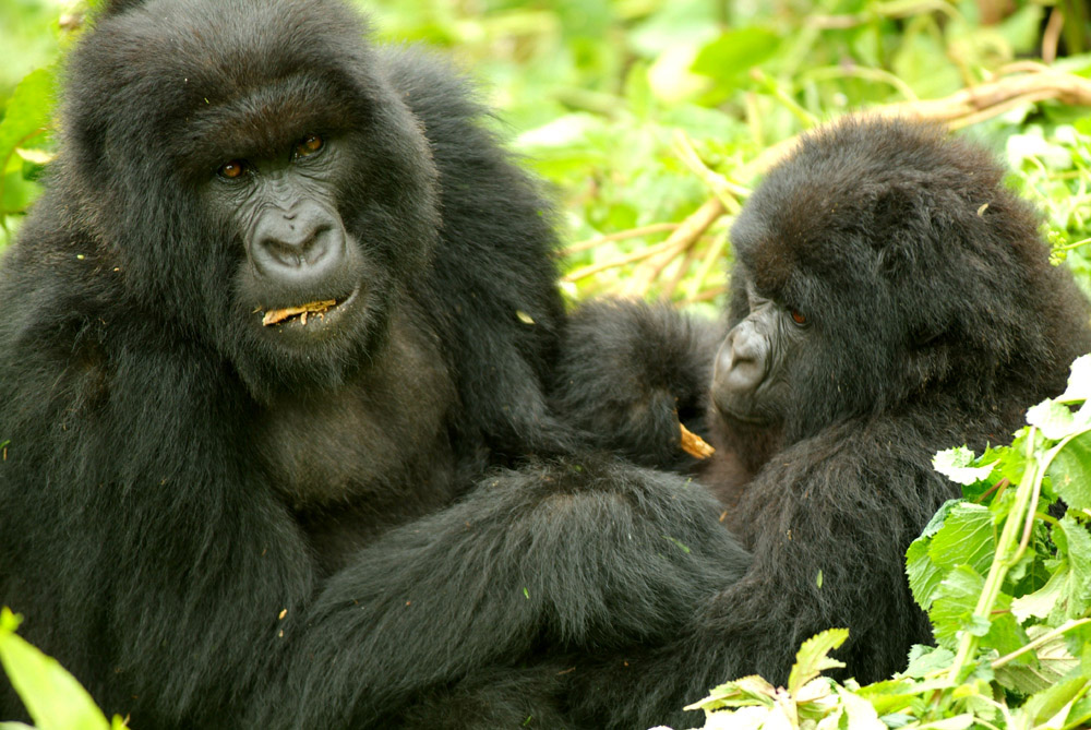Mountain Gorilla - Rwanda...