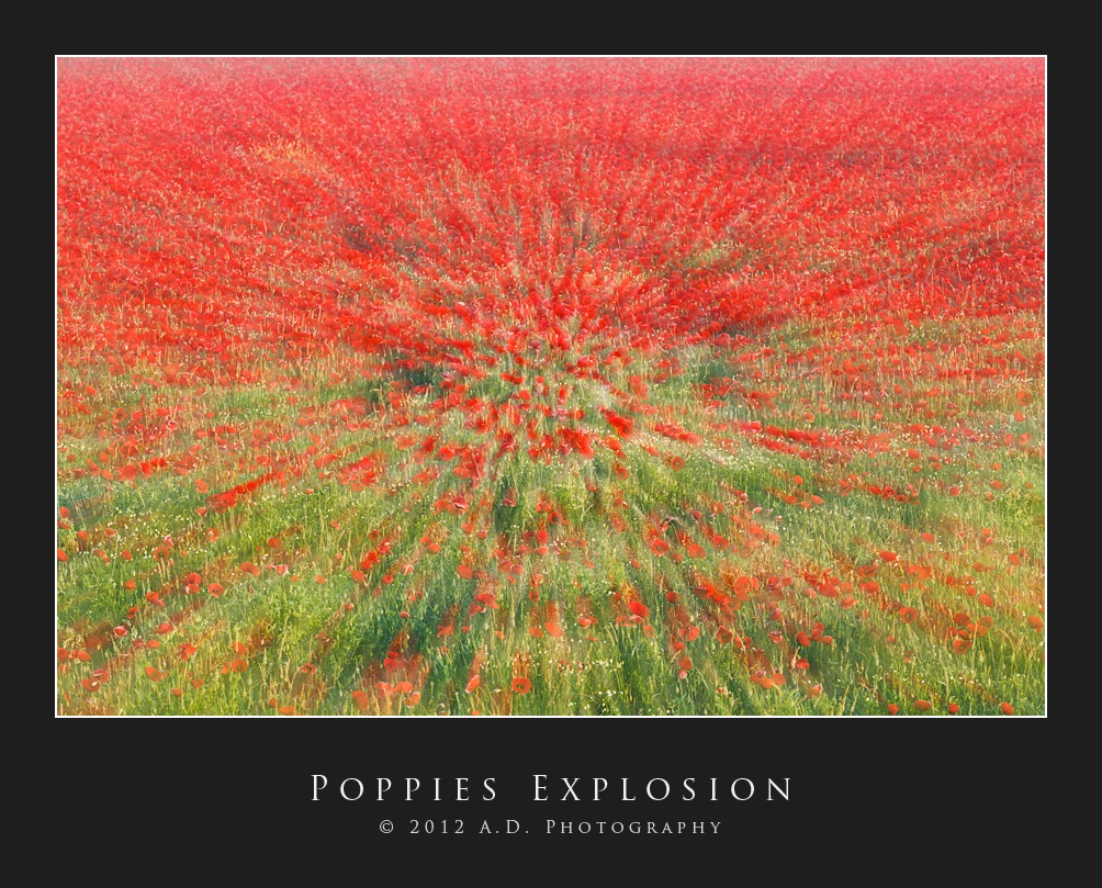Poppies Explosion...