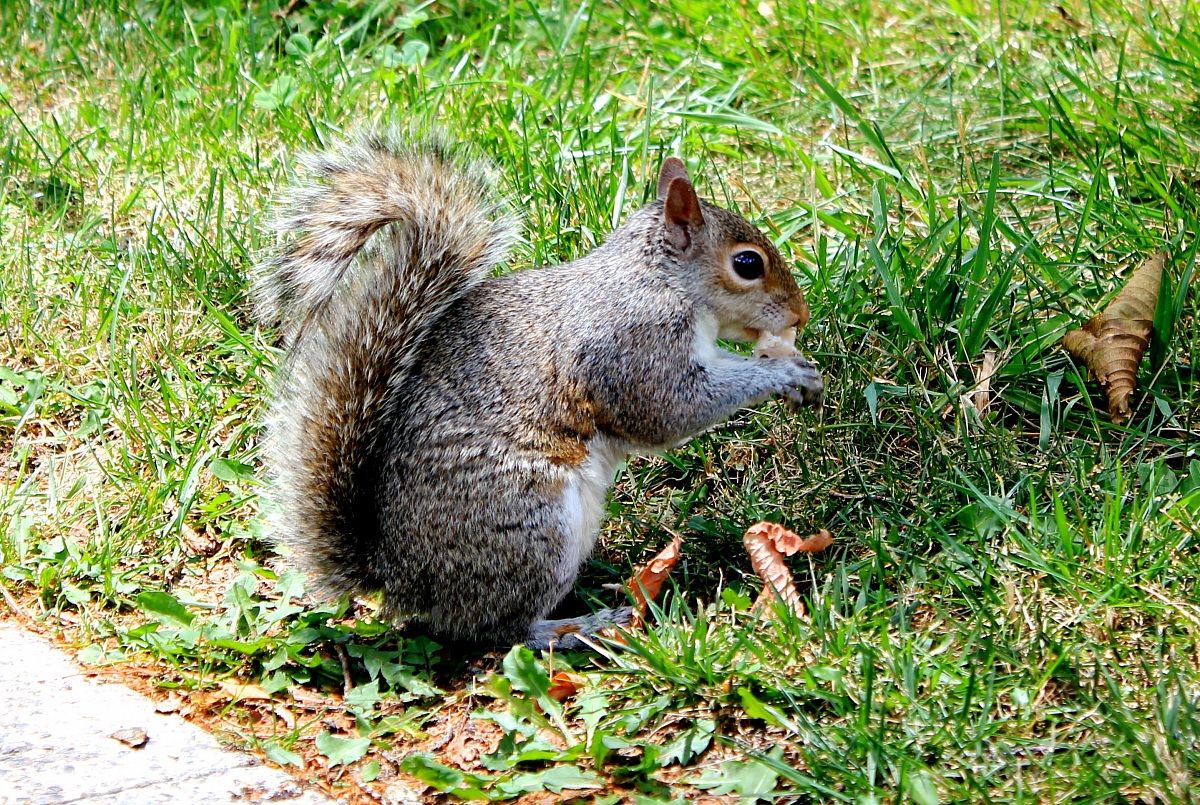 Squirrel in Washington...