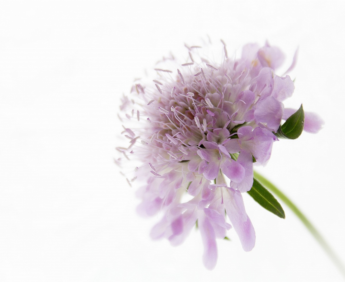 Knautia Arvensis...