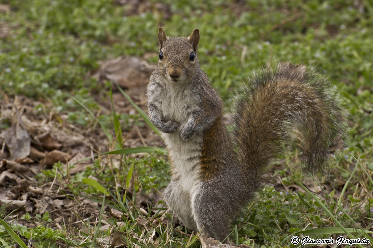 Squirrel Top Model...