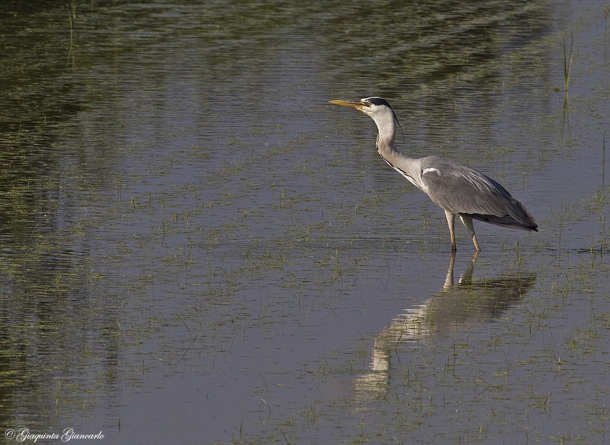 Heron...
