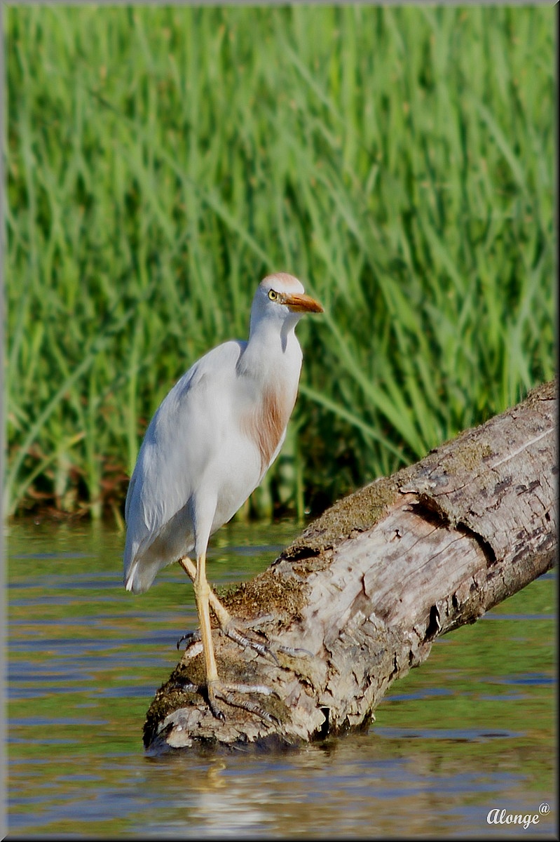 Cattle Egret...