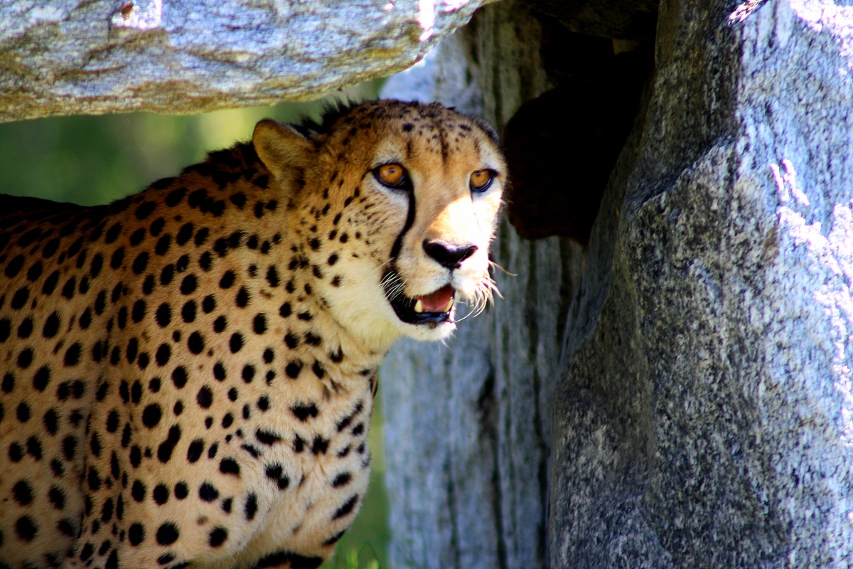 cheetah...
