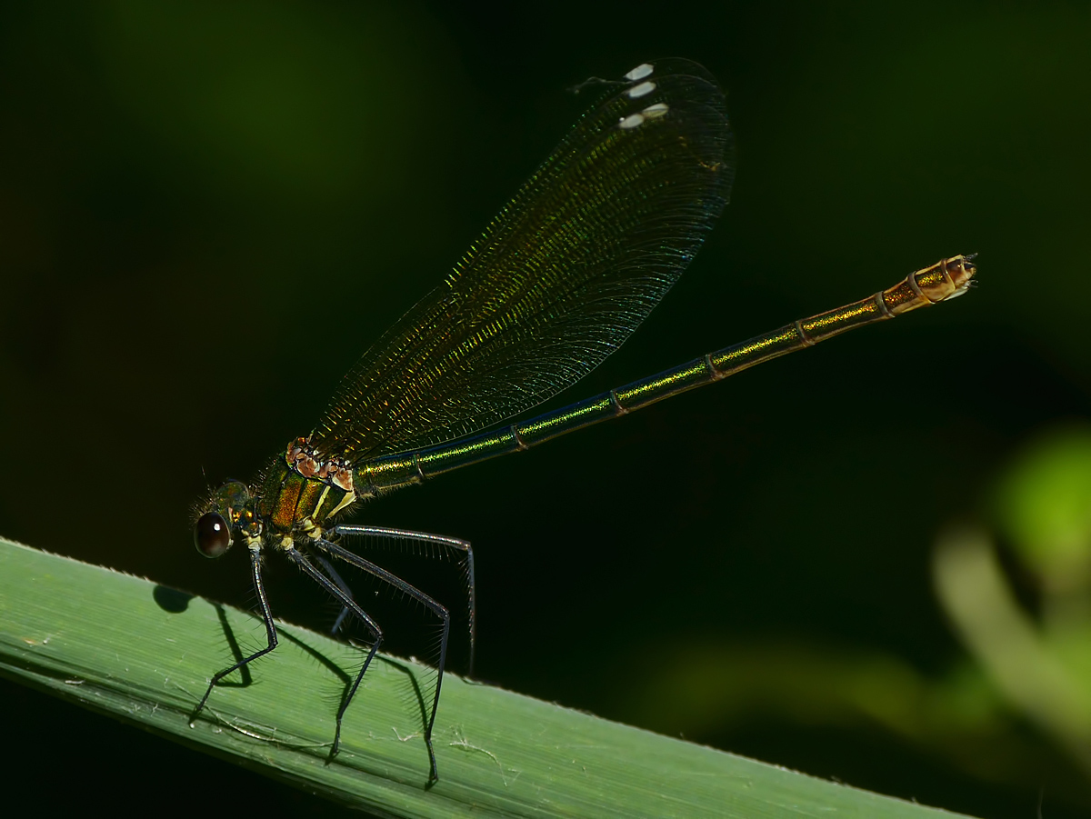 Golden dragonfly...