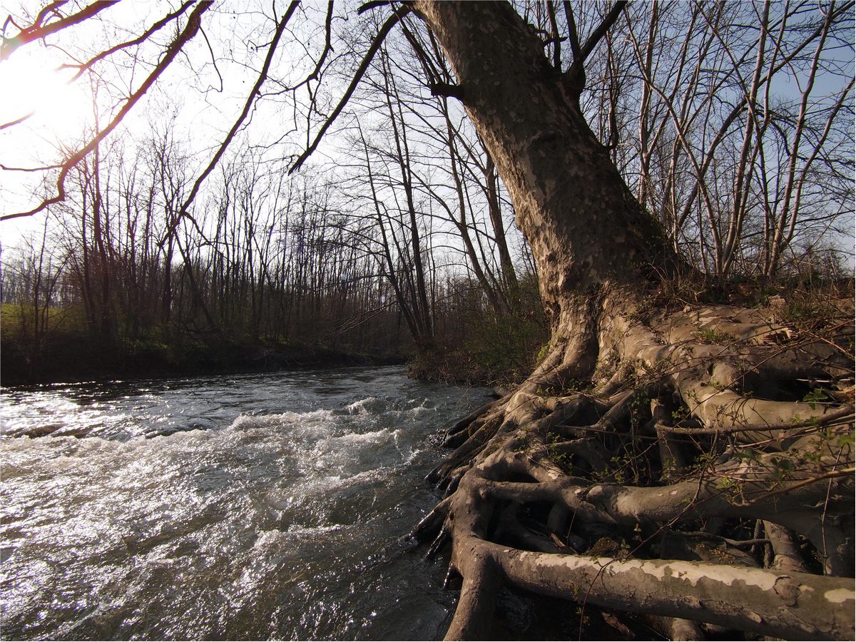 Platano sul fiume Lambro...