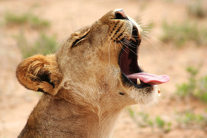 Yawn, Lioness, Kalahari, South Africa...