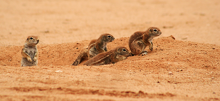 Squirls terra, Kalahari, Sud Africa...