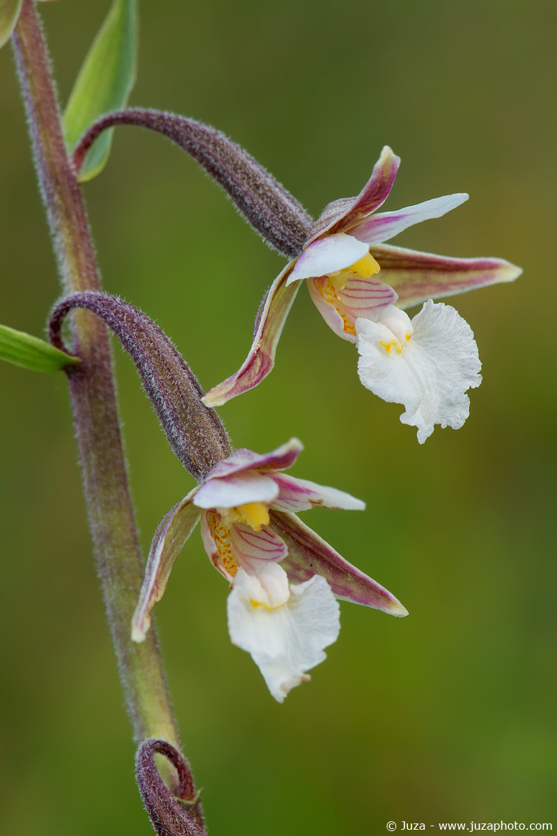 Epipactis palustris, 015722...