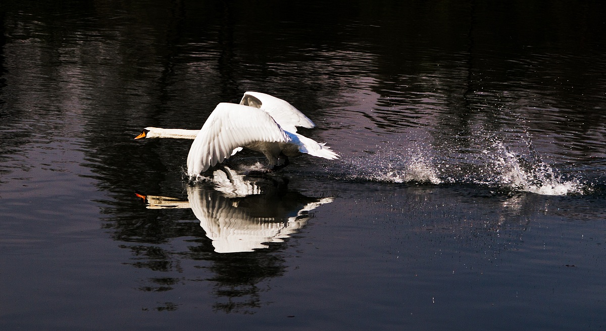 Swan in flight...