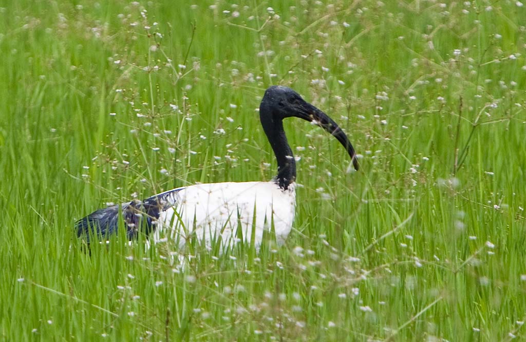 Sacred Ibis...