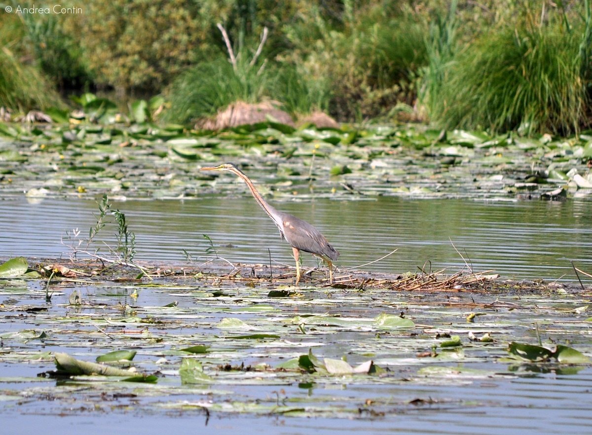 purple heron...