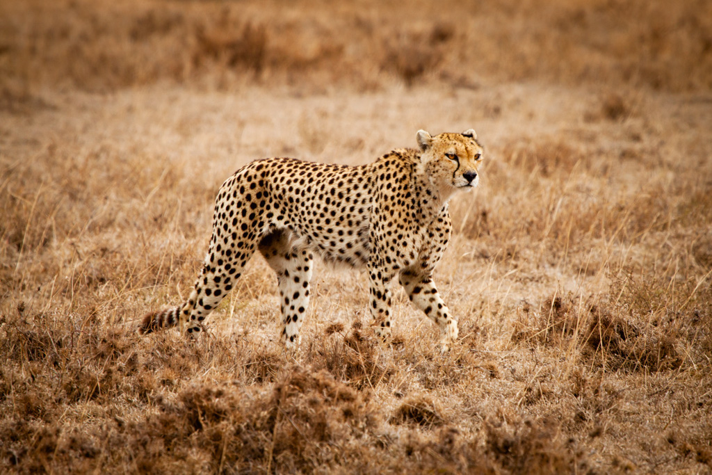Cheetah...