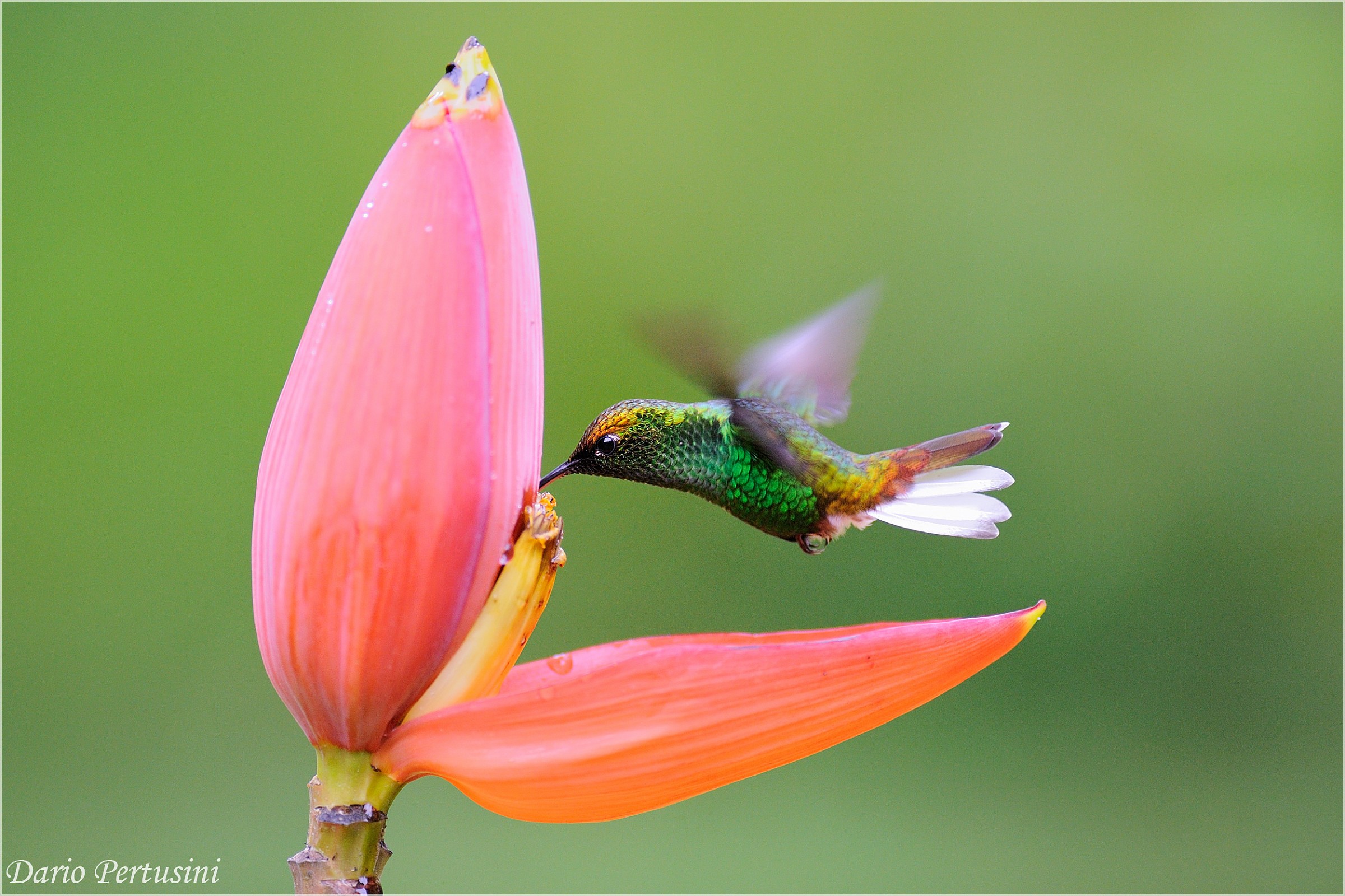 Hummingbird in flight (Coopery-headed Emerald Female)...