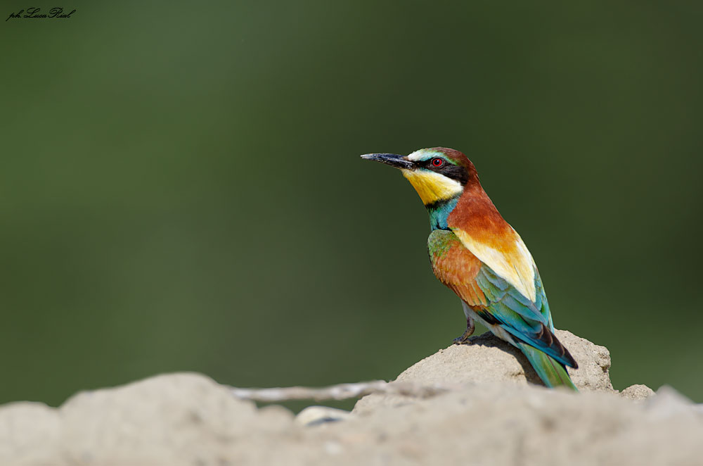Bee-eater - Bee eater...