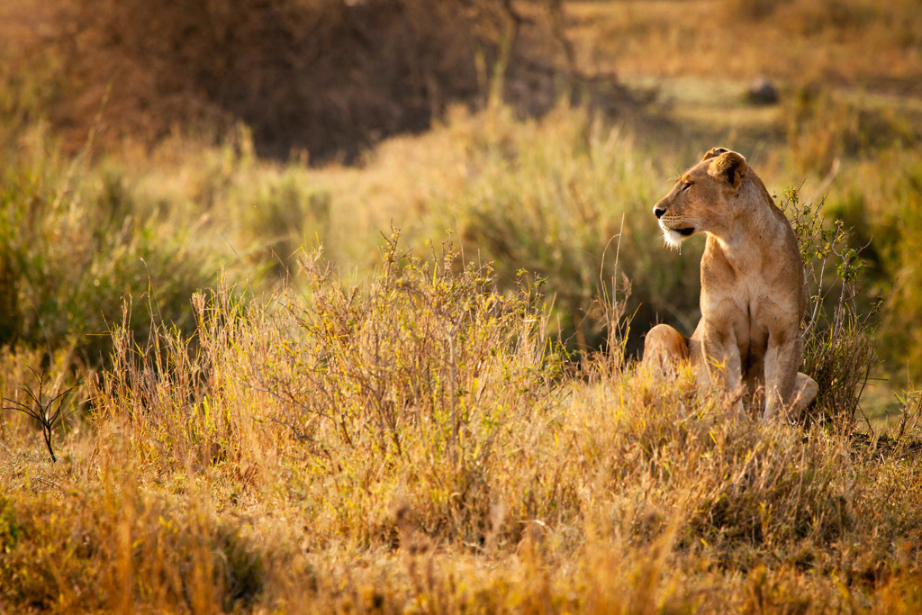 Lion in early morning...